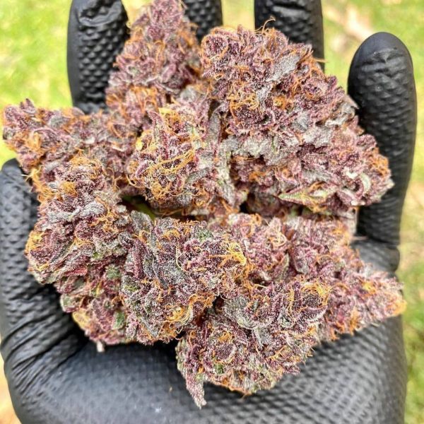 Granddaddy Purple