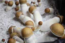 Buy Penis Envy Mushroom online