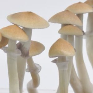 Buy Cambodian Cubensis Online