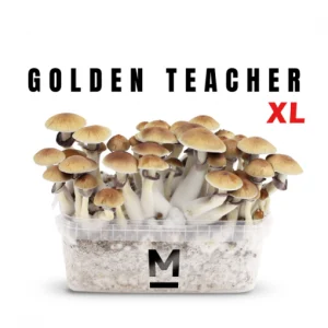 Magic Mushroom Grow Kit Golden Teacher Online