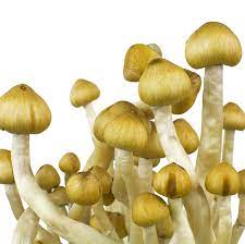 Buy Mazatapec Mushroom Spores Online