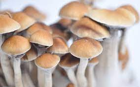 Buy Psilocybe Cubensis McKennaii Online