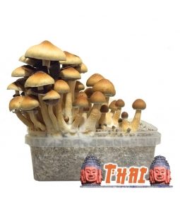 Buy Psilocybe Cubensis Thai Online