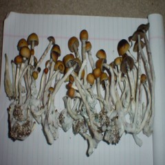 Buy Magic Mushroom Online